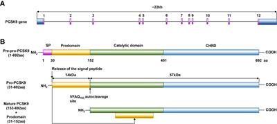Interactions between PCSK9 and NLRP3 inflammasome signaling in atherosclerosis
